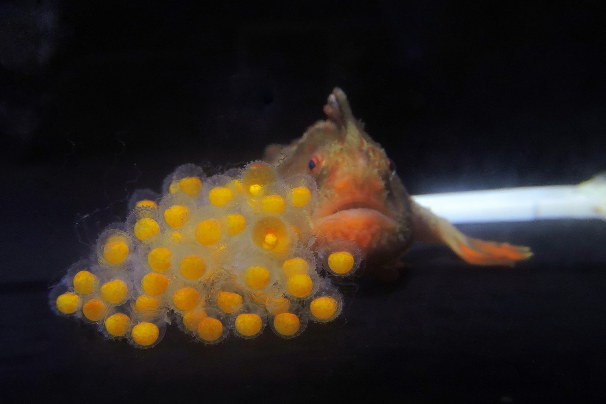 O surpreendente esforço para preservar um dos peixes mais raros do mundo
