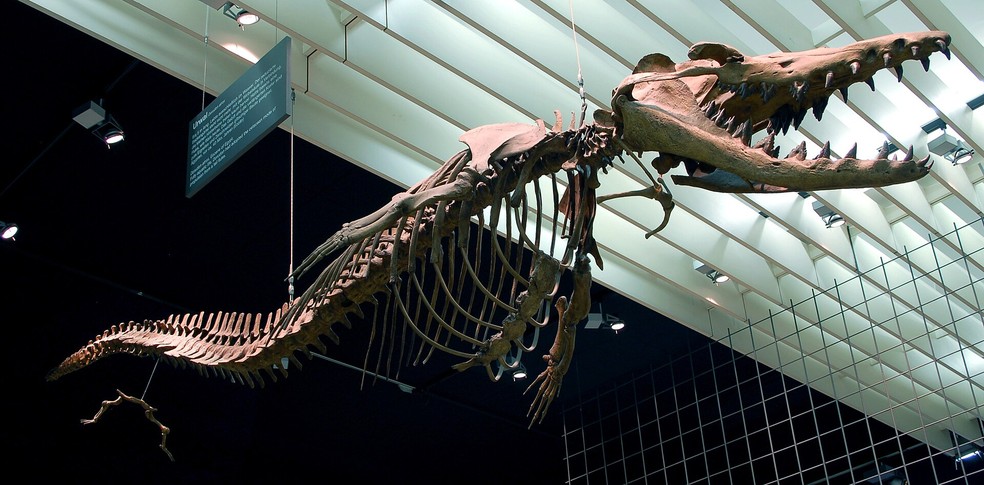 No canto inferior esquerdo da imagem, é possível observar o órgão pélvico do esqueleto do cetáceo extinto, já sem ligação com a coluna vertebral — Foto: EvaK/Wikimedia Commons