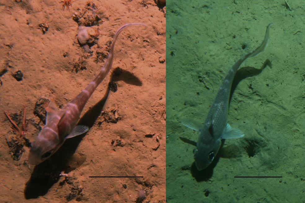 'Pegadas' misteriosas no fundo do mar na Nova Zelândia ganham explicação
