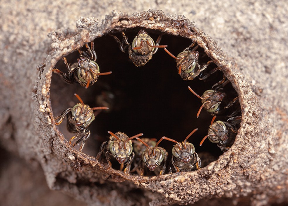 Ninho da espécie Iraí Nannotrigona testaceicornis, um dos tipos de abelhas sem ferrão. — Foto: Getty Images