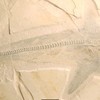 "Parente" de tubarão branco, fóssil é descoberto em pedreira no México