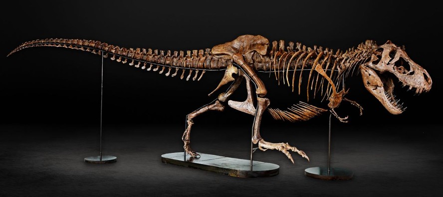 Esqueleto de Barbara, a T.rex grávida