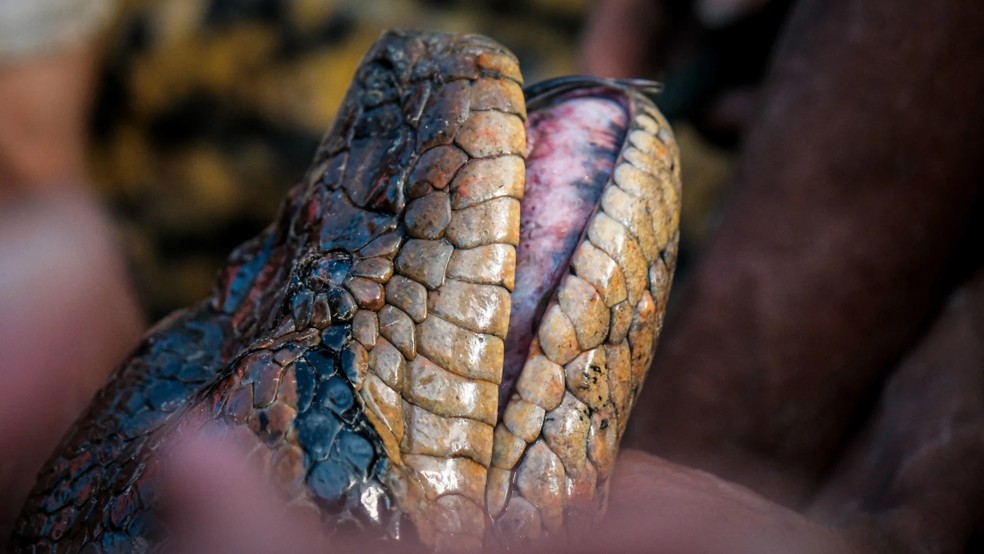 Cabeça de anaconda verde do norte vista de perto — Foto: Bryan Fry