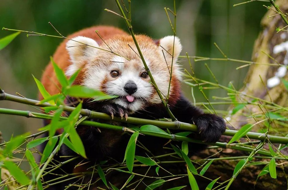 Panda vermelho que, diferente dos ursos panda, são do grupo dos guaxinins (Foto:Pixabay) — Foto: Galileu