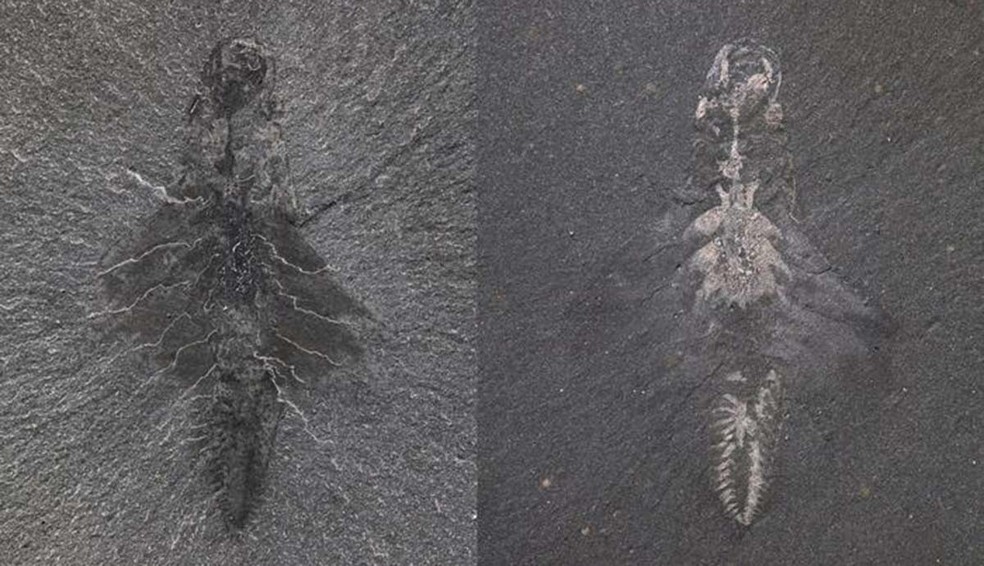 A extraordinária preservação do Mosura fentoni significa que seu intestino, sistema circulatório, olhos e sistema nervoso podem ser vistos como manchas reflexivas no fóssil — Foto: Jean-Bernard Caron