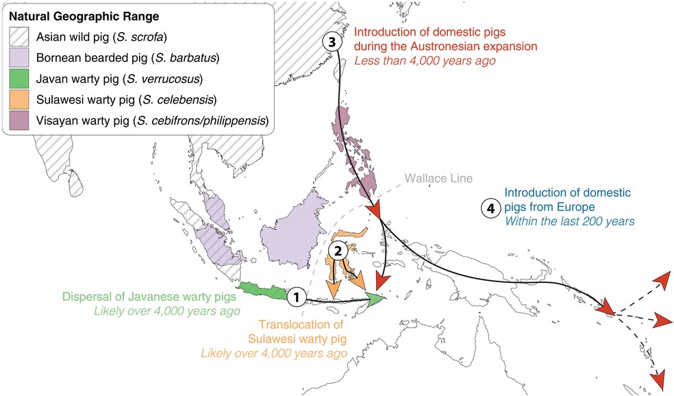 Mapa mostra a dispersão dos porcos pela Linha de Wallace. Números (1-4) nas setas indicam a ordem cronológica dos eventos — Foto: Science