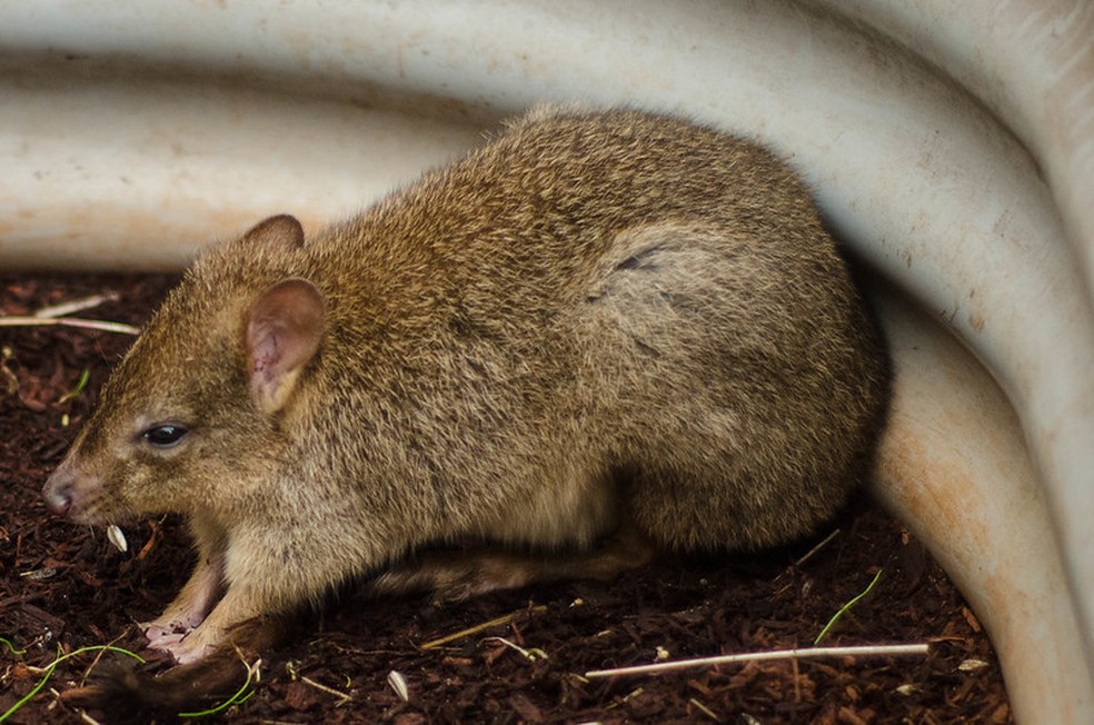O animal contribui na germinação de novas plantas da sua região — Foto: Flickr/ dilettantiquity