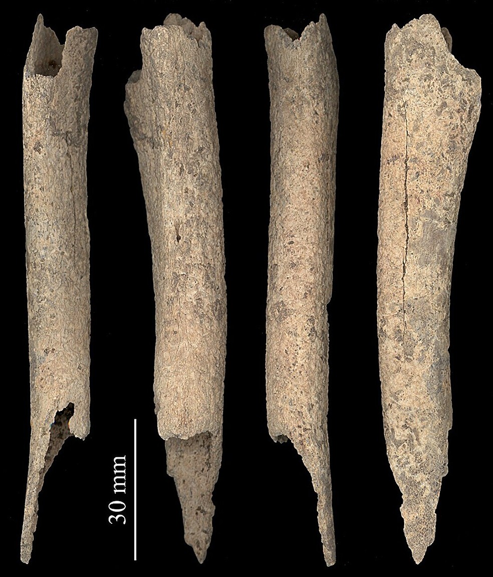 O maxilar e o osso da perna, vistos aqui em uma varredura composta, ambos mostraram contribuições substanciais de proteínas de salmão em testes de laboratório, levando os pesquisadores a concluir que humanos alimentaram os cães com o peixe — Foto: François Lanoë/University of Arizona School of Anthropology