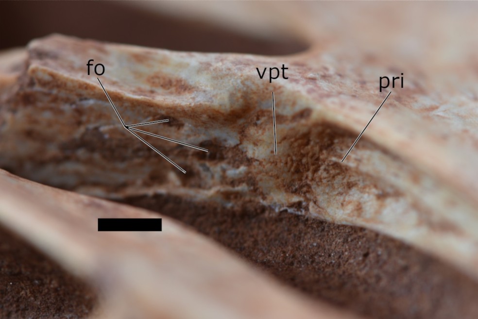Região do palato do pterossauro fossilizado  — Foto: Canejo et.al 