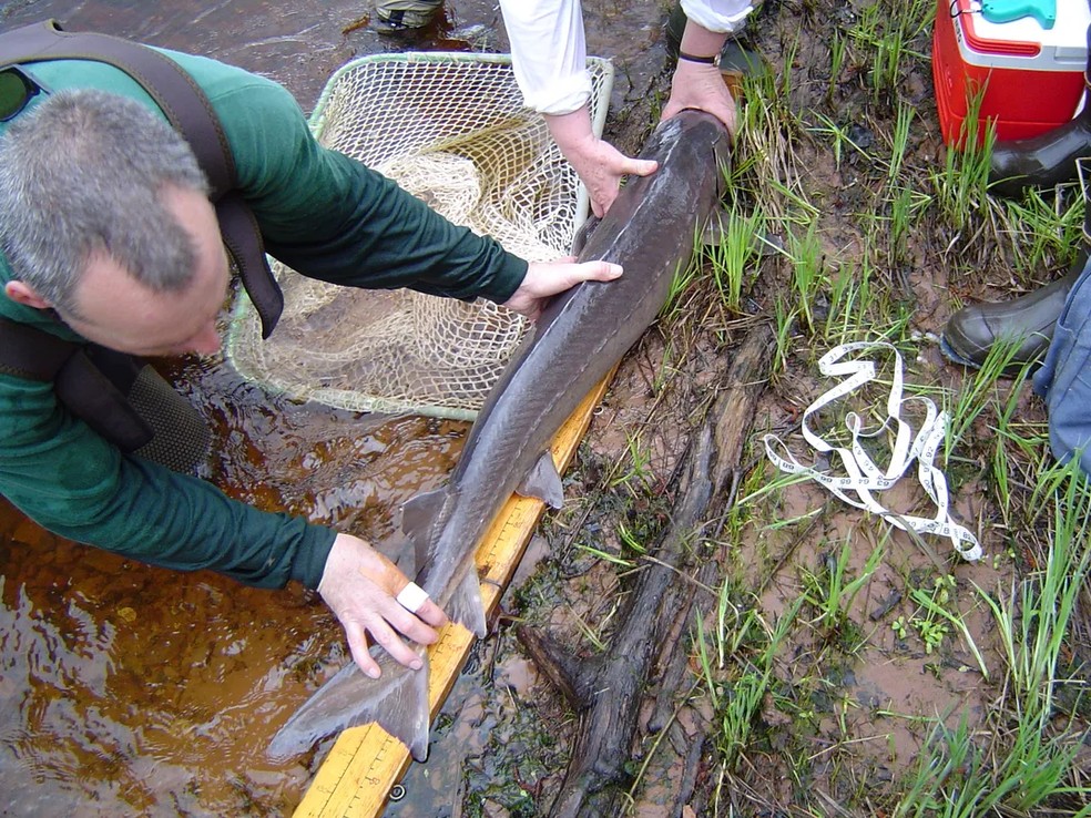 Pesquisadores mediram o comprimento de um esturjão-do-lago, o que foi fundamental para entender suas taxas de crescimento anual e expectativa de vida — Foto: Departamento de Recursos Naturais de Michigan