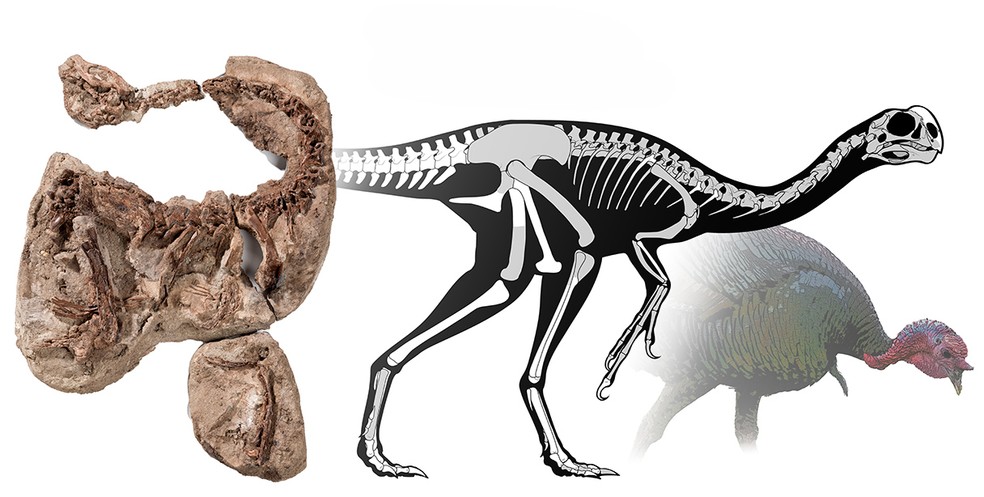 O fóssil de Infernogallus jamesi (à esquerda) é mostrado ao lado de uma visualização de seu esqueleto (ao centro) e uma comparação de tamanho com um peru (à direita) — Foto: Funston et al.