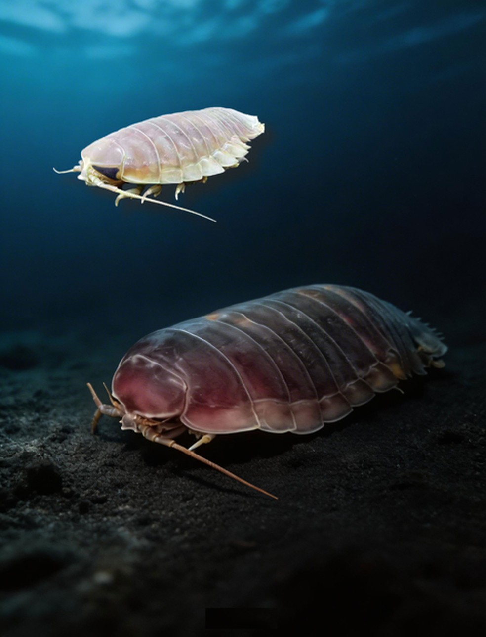 Esta imagem simulada mostra isópodes de águas profundas e seu ambiente de vida — Foto: Instituto de Oceanologia da Academia Chinesa de Ciências