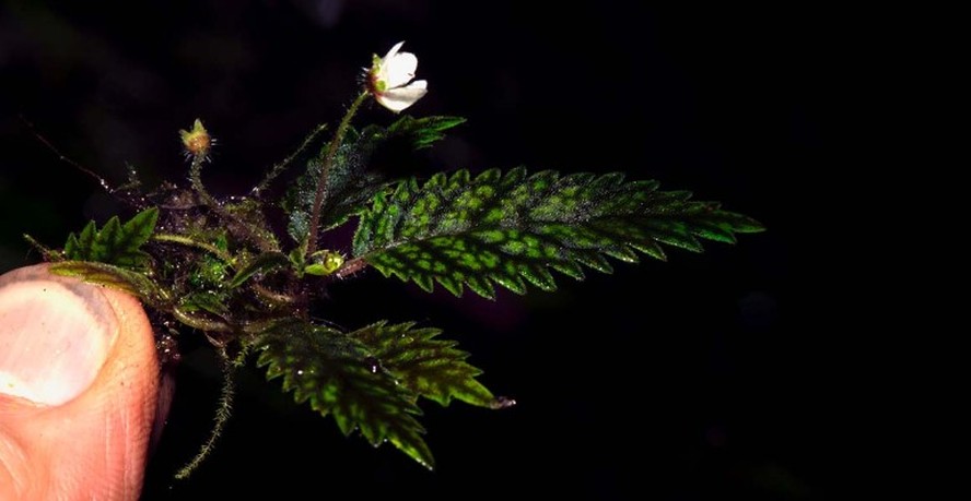 A pequena flor se destacou pela cor verde de suas folhagens
