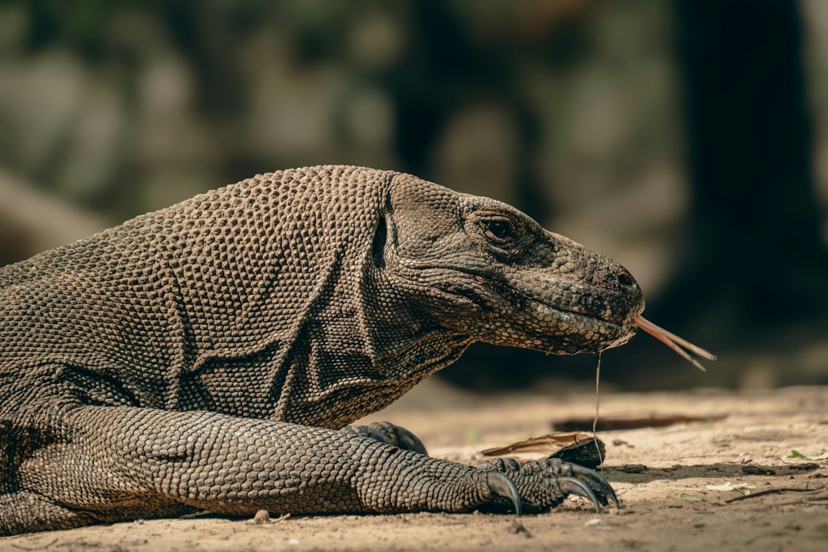Dragões de komodo têm cobertura de ferro nos dentes para mastigar melhor