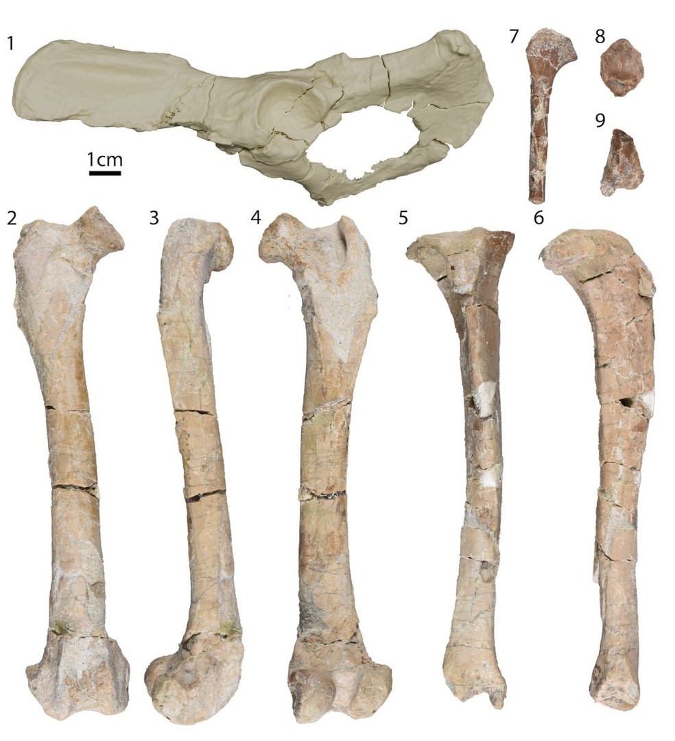 Ossos do membro posterior do fóssil encontrado — Foto: Anne Kort, Universidade de Michigan