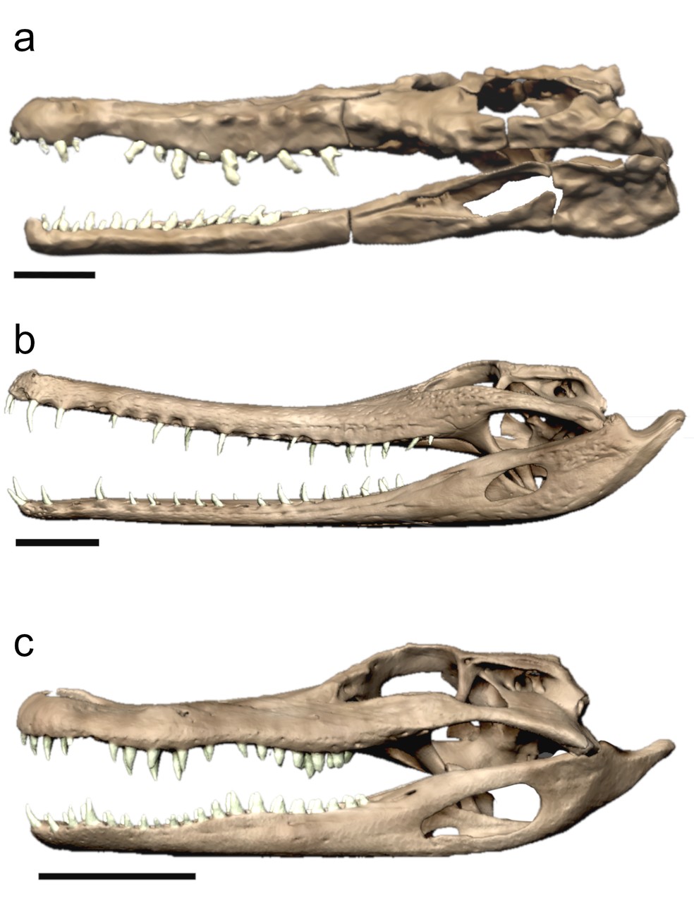 Modelos demonstram convergência evolutiva. De cima para baixo, observa-se, respectivamente, os crânios do proterocâmpsio (a); gavial-da-malásia (b); e aligátor (c) — Foto: Divulgação