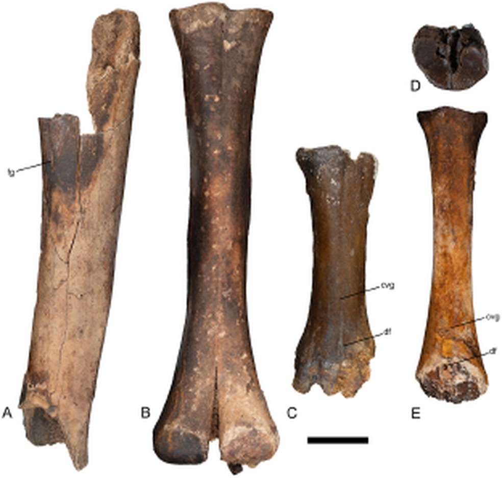 Ossos encontrados na caverna Bender no Texas — Foto: John Moretti