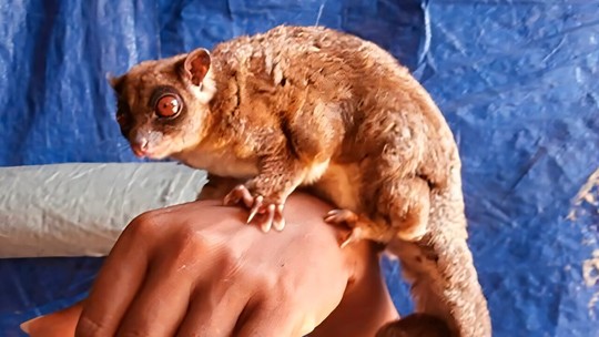 Conheça 'Tous' — um gênero totalmente novo de mamífero Conheça 'Tous' — um gênero totalmente novo de mamífero