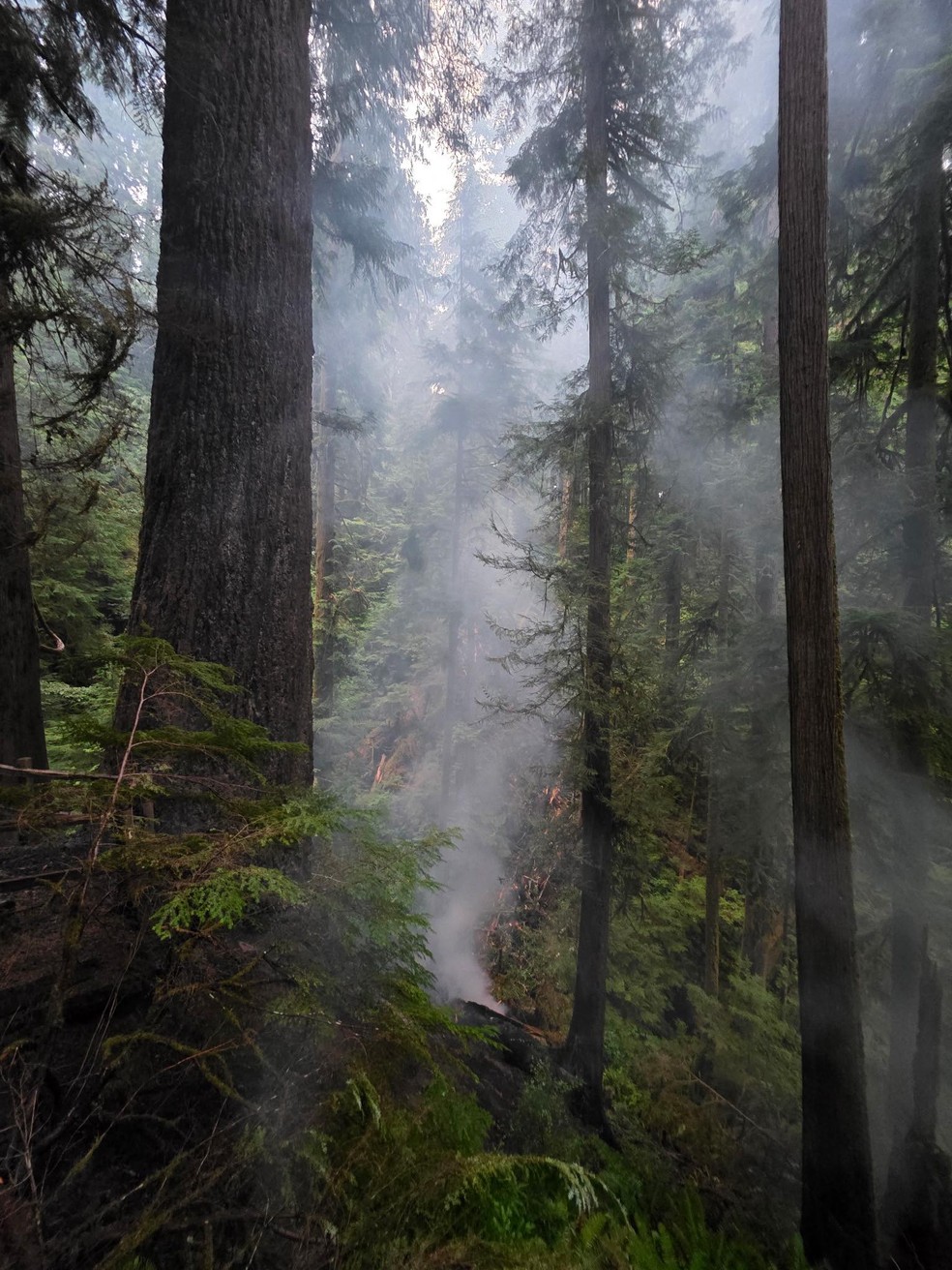 Foto da Guarda Floresta Americana retrata árvore gigante pegando fogo em meio a floresta nos EUA — Foto: Coos FPA