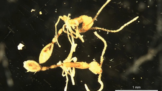 Nova espécie de formiga subterrânea ganha o nome de vilão de Harry Potter