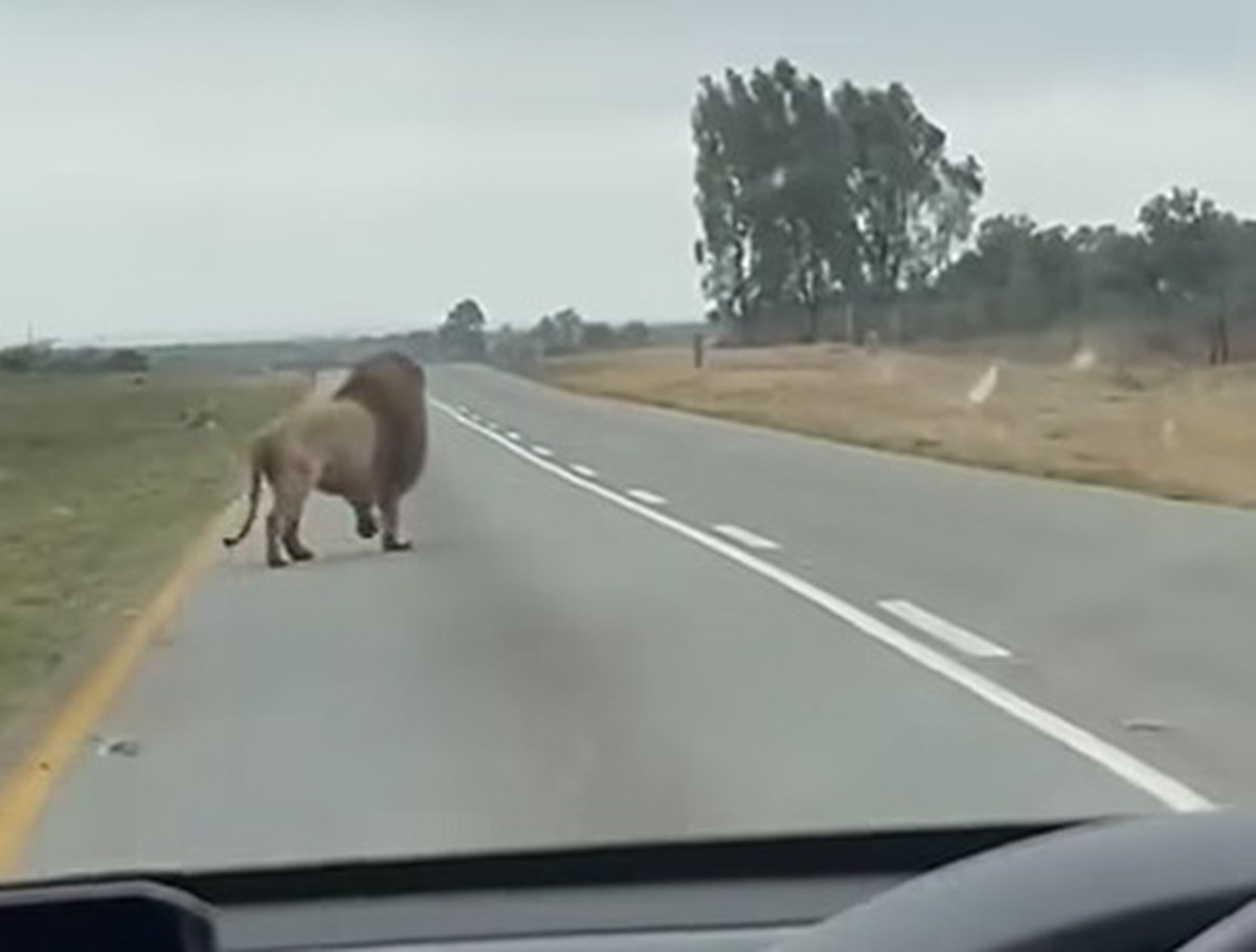 Leão foge pelo teto de caminhão em movimento e cena surpreende motorista; vídeo