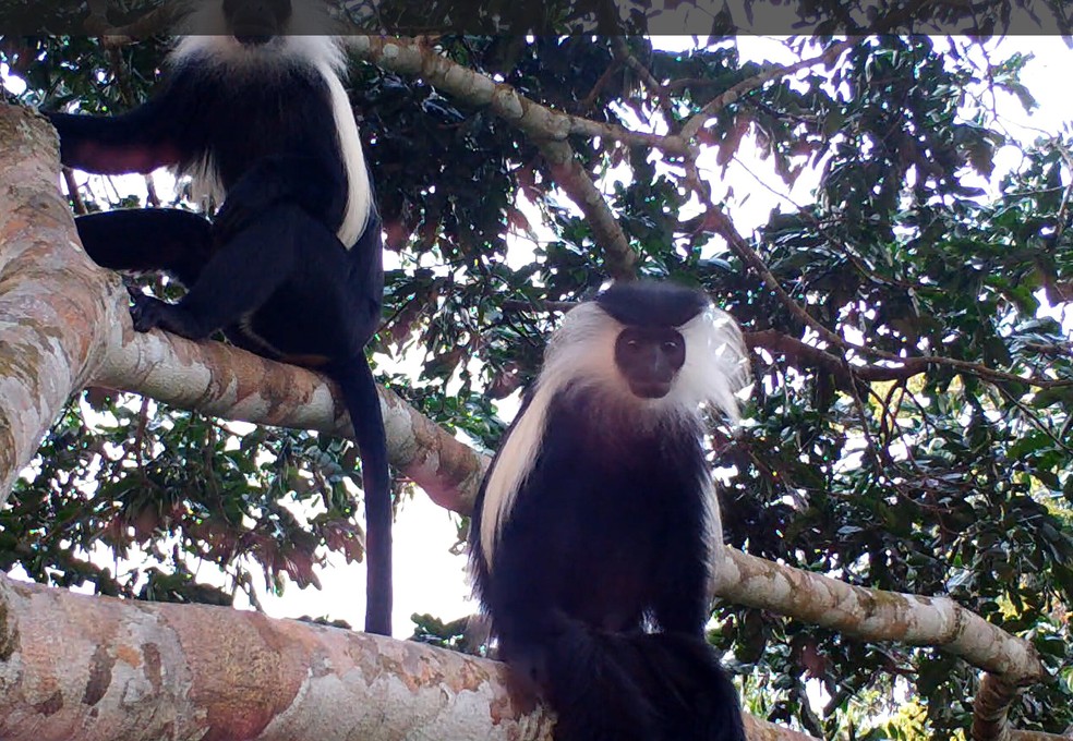Colobus angolensis, uma espécie de macaco africano da família Colobus, foi detectado pelas câmeras — Foto: Colobus angolensis, uma espécie de macaco africano da família Colobus.