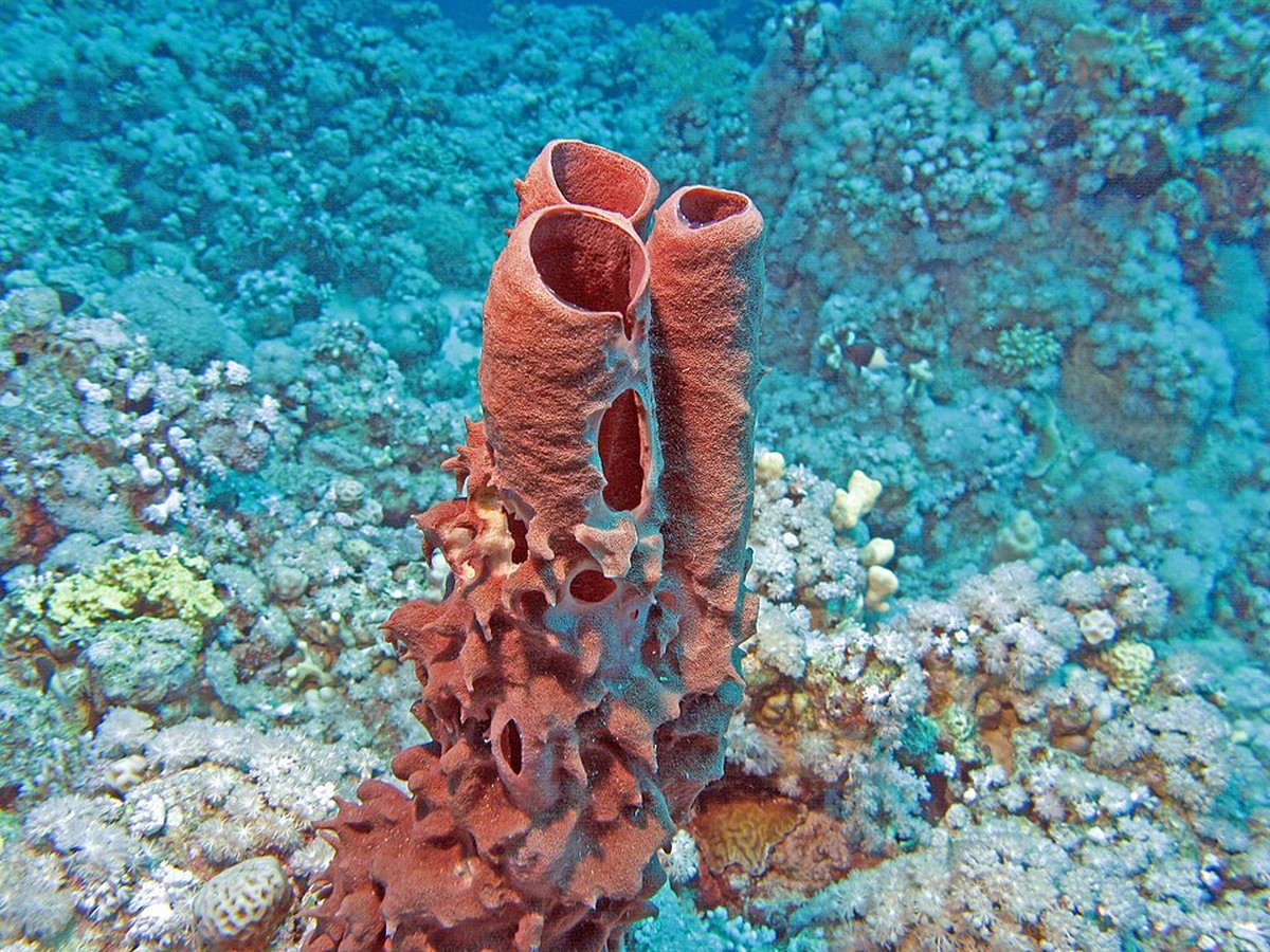 Primeiros animais a colonizar a terra foram as esponjas, diz novo estudo