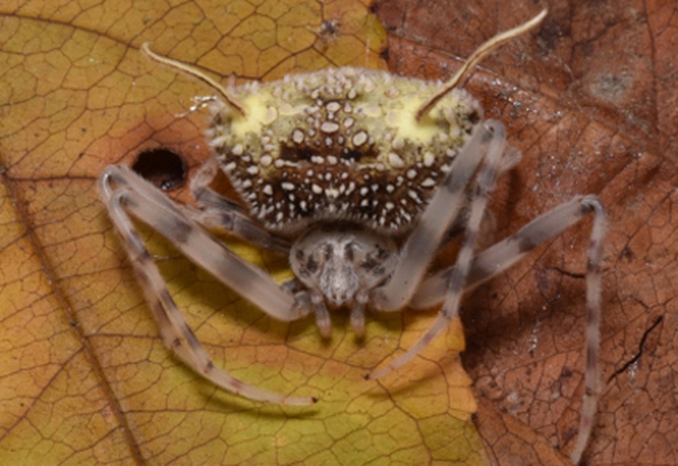Como comportamento adaptativo, o aracnídeo aprendeu a “fingir” uma infecção para sobreviver de predadores e enganar presas — Foto: Zootaxa