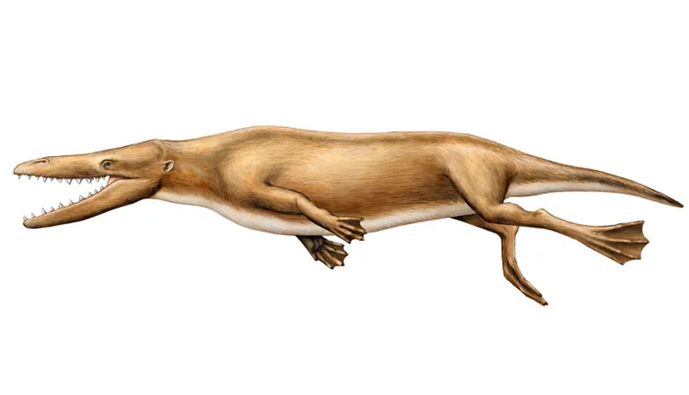 Os seres da família Protocetidae já tinham as patas traseiras mais bem adaptadas ao ambiente marinho, assim como usavam o rabo para natação — Foto: John Klausmeyer/University of Michigan Museum of Natural History