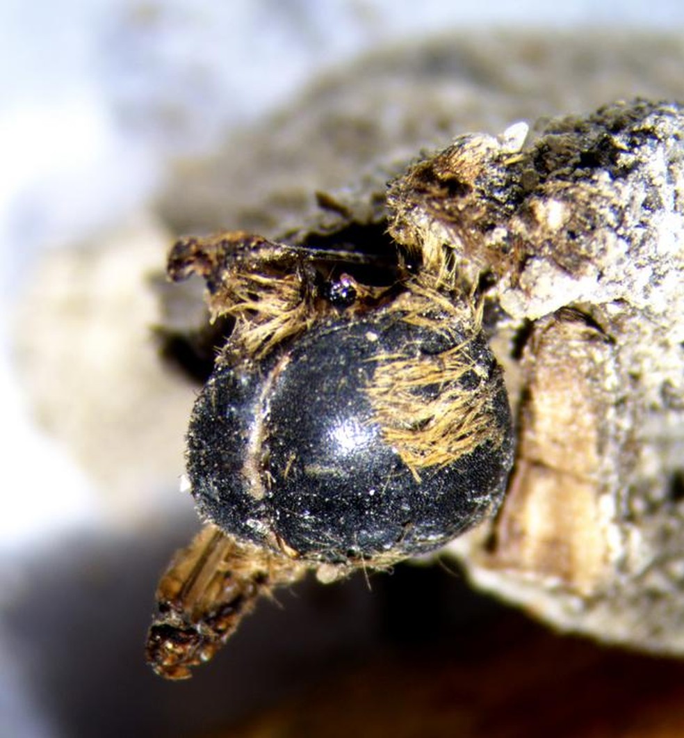 Imagem obtida com lente binocular, correspondente aos detalhes do dorso da abelha preservada — Foto: Andrea Baucon