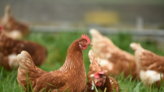 A gripe aviária H5N1 pode ser a próxima pandemia?