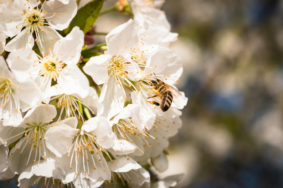 Simbiose entre abelhas e flores — Foto: Nikolett Emmert/Pexels