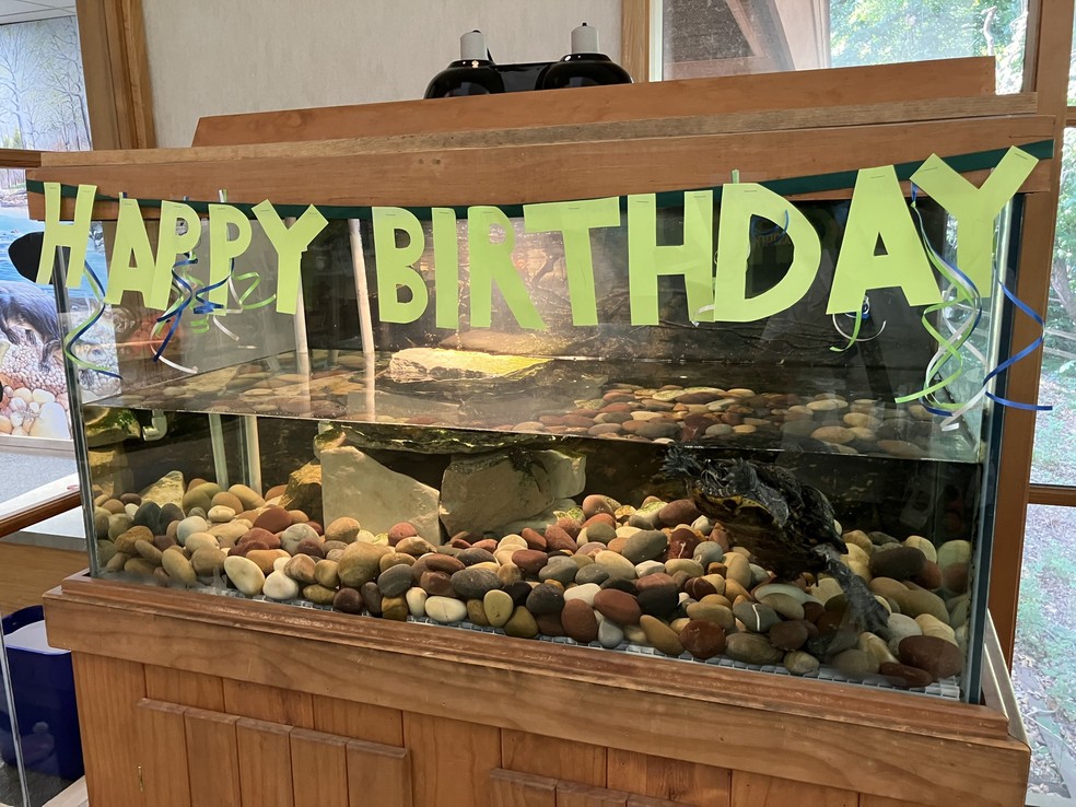 A tartaruga Peanut com seu letreiro de "Feliz Aniversário" — Foto: Reprodução/Facebook (St. Louis Scanner News)