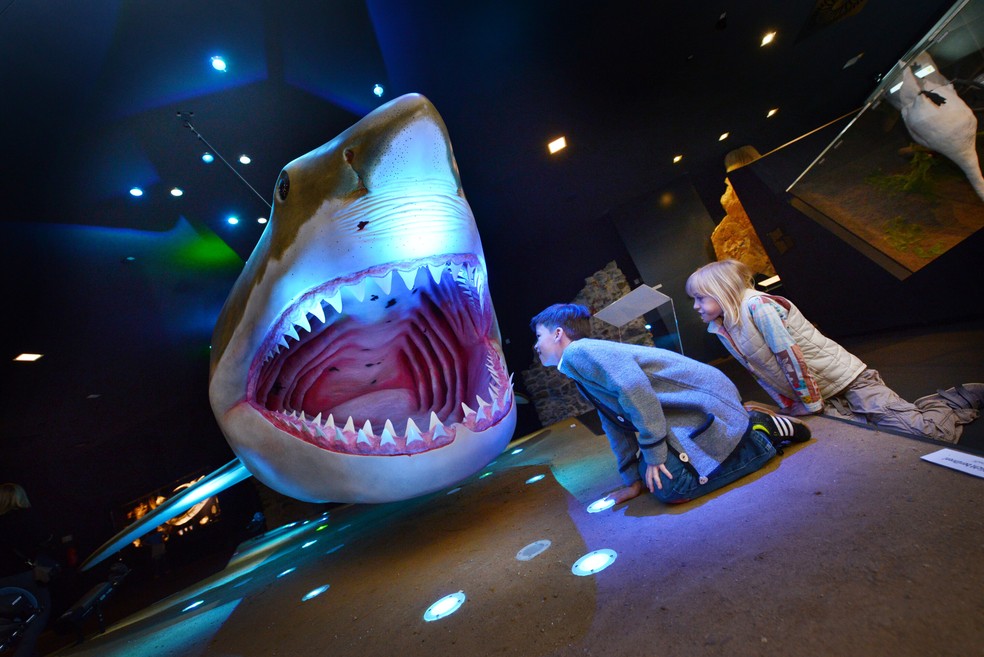 O modelo de um megalodonte no Museu do Castelo de Linz, na ustria  Foto: O Landes-Kultur GmbH