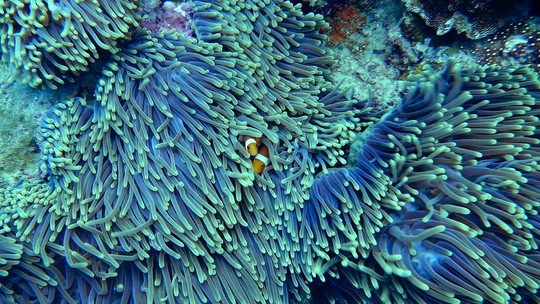 Fezes de peixe podem servir de probiótico para recifes de corais