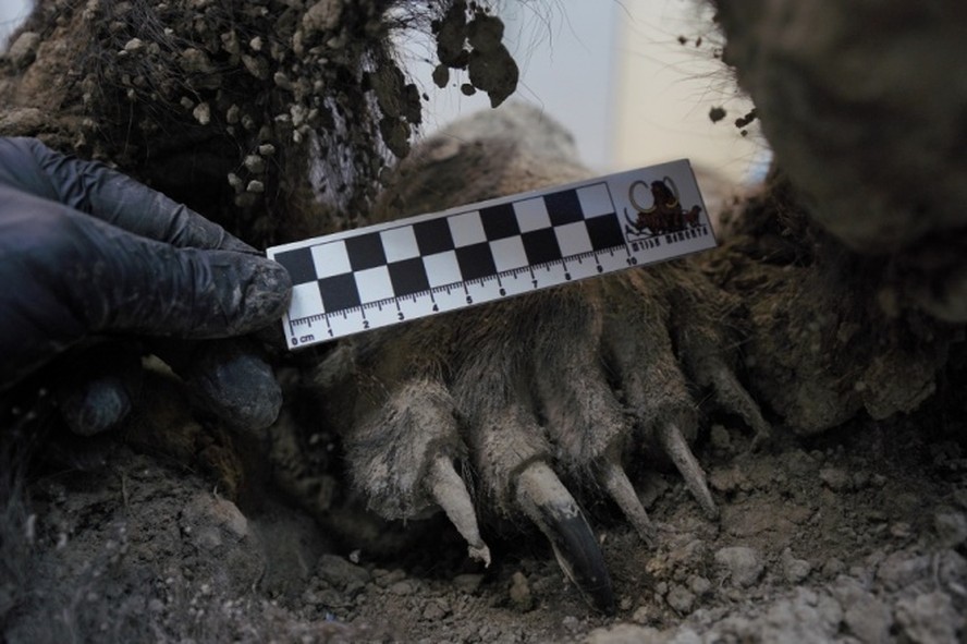 Urso mumificado encontrado enterrado no permafrost da Sibéria em 2020 é muito mais jovem do que se supunha inicialmente e pertence a uma espécie totalmente diferente