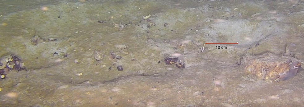 Comparação de ninhos abandonados e sem manutenção (à esquerda) e um ninho "ativo" e com manutenção (à direita) encontrados no Sítio D. As luzes laser foram ilustradas com uma linha vermelha e uma marcação de 10 cm — Foto: Russell B. Connelly et al.