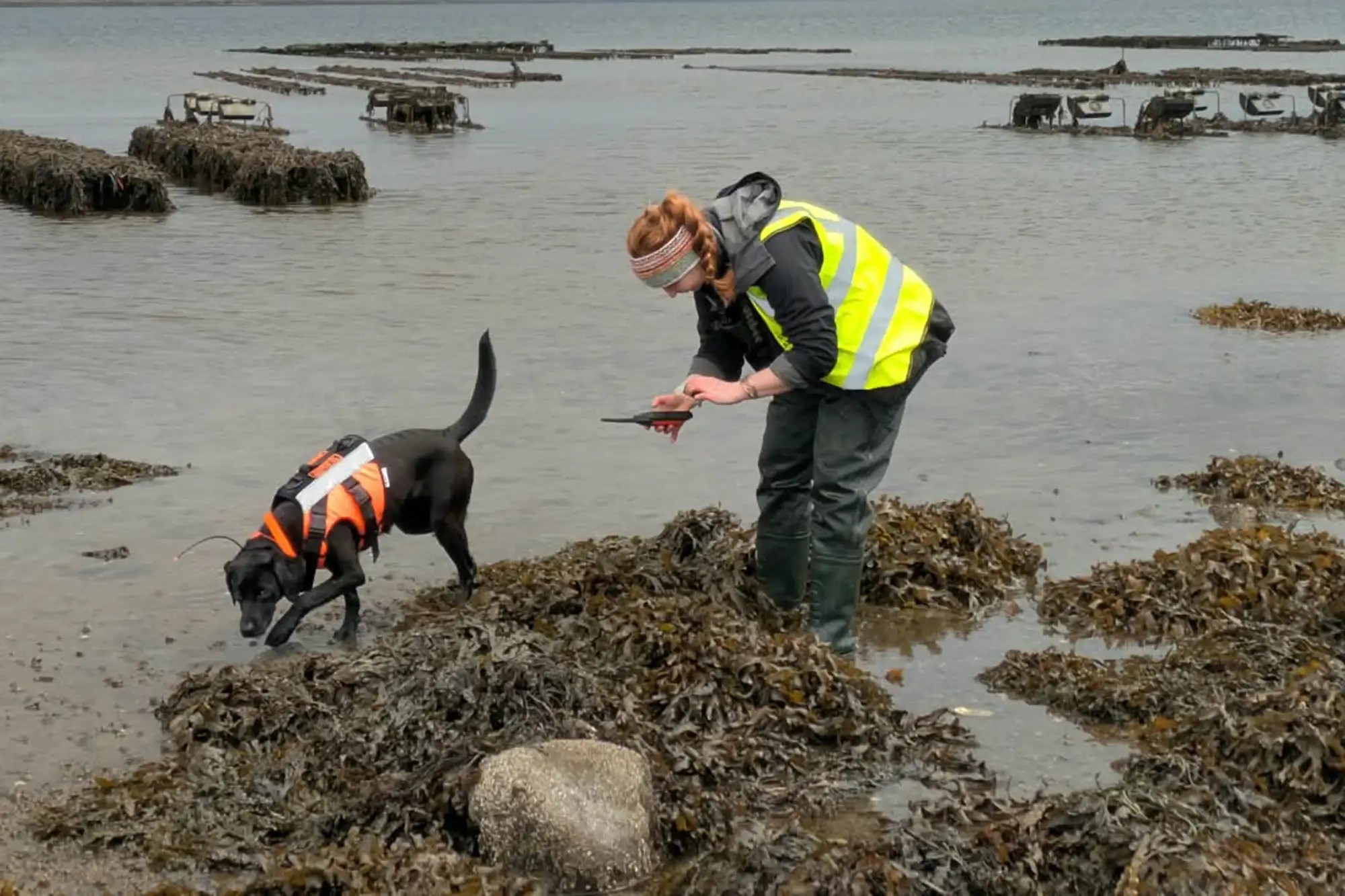 Labradora recebe prêmio de Animal do Ano por farejar "vômito do mar"; entenda