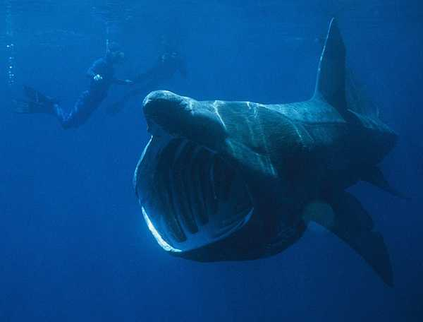 Câmera flagra colisão de barco com tubarão-elefante de 7 metros; assista