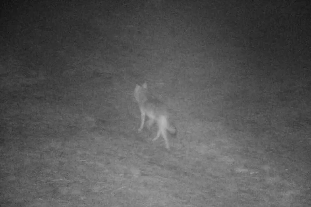 Lobo mau tem medo dos humanos, revela estudo na Polônia