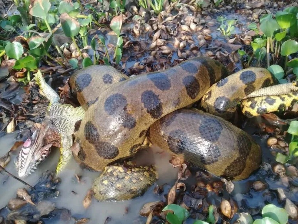 Anaconda verde do norte se alimentando — Foto: Jesus Rivas