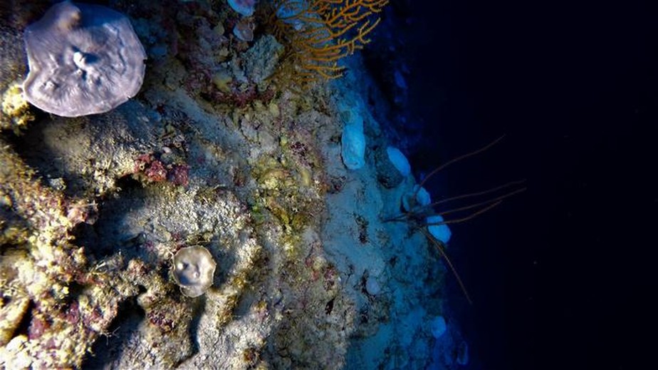 Cientistas detectam imenso branqueamento de corais no sudeste