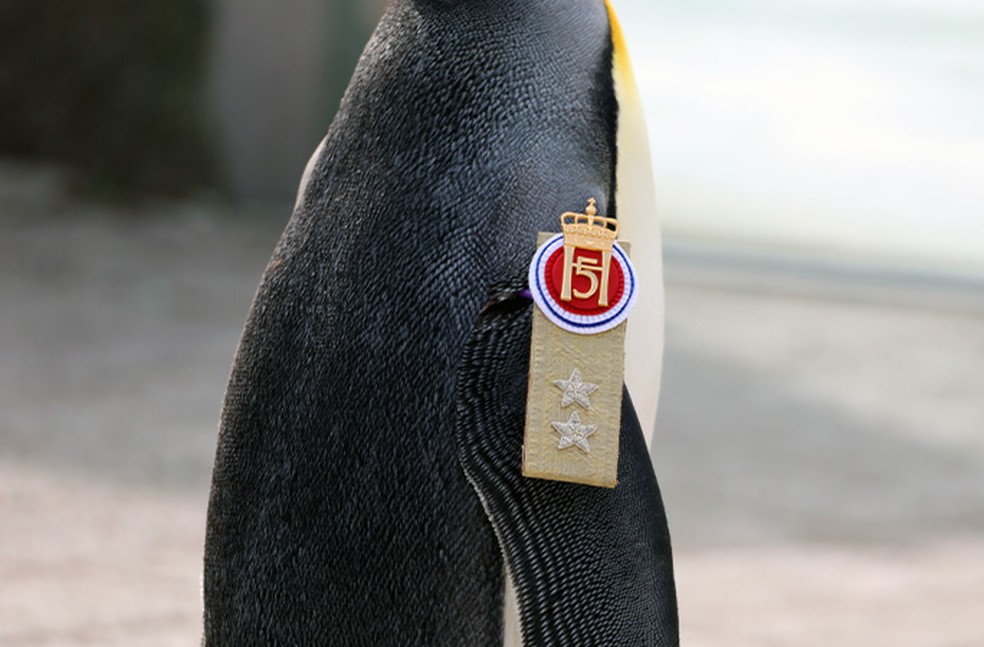 O honrado membro do exército noruegues, Nils Olav, exibe medalha que oficializou seu título de major-general — Foto: World Guinness Records