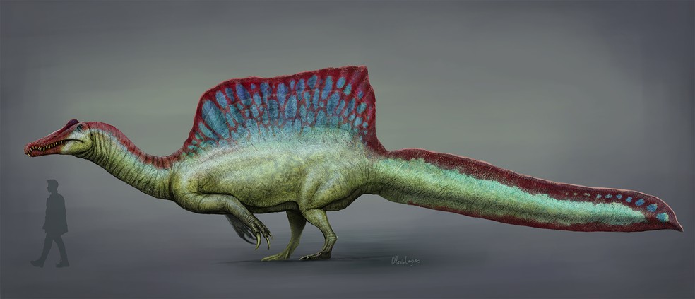 O Espinossauro foi um gênero de dinossauro que viveu entre 100 e 94 milhões de anos atrás, com destaque para a região que hoje compreende ao norte da África — Foto: Wikimedia Commons