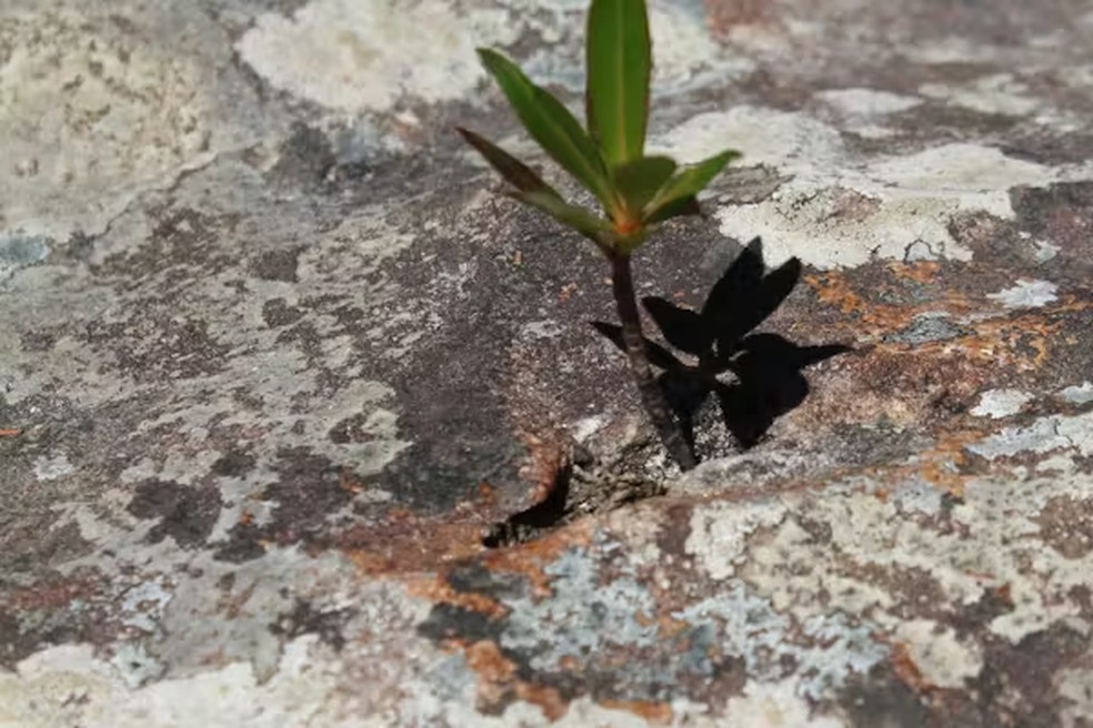  Fornecida pelo autor