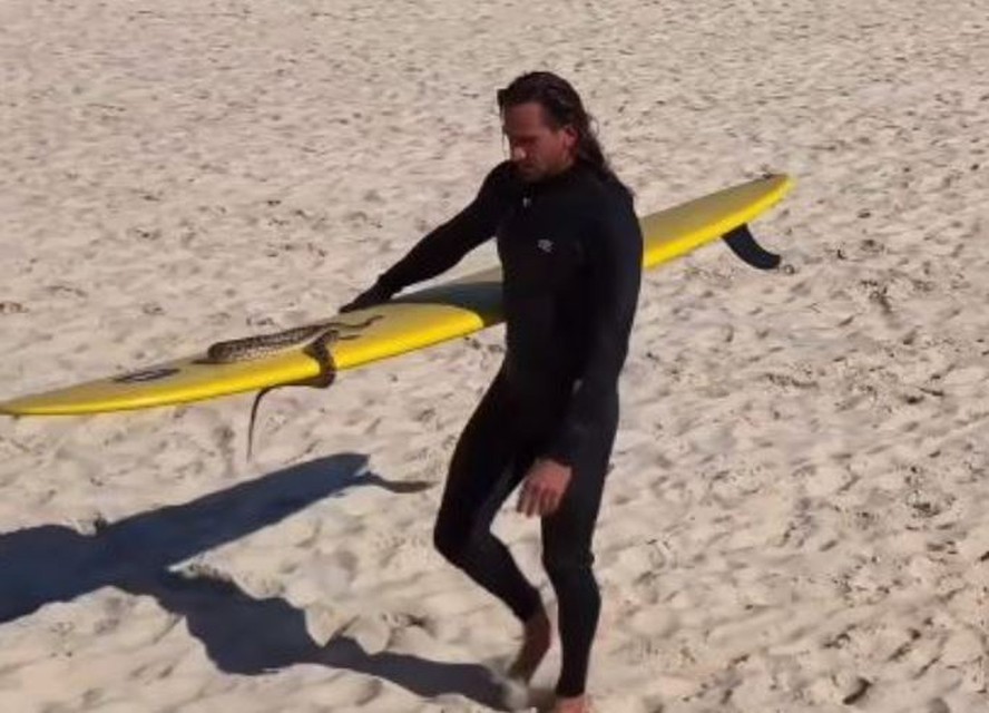 Higor Fiuza surfa com sua cobra píton em Gold Coast, Austrália