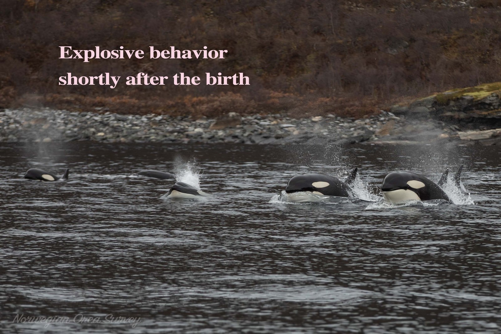  Norwegian Orca Survey