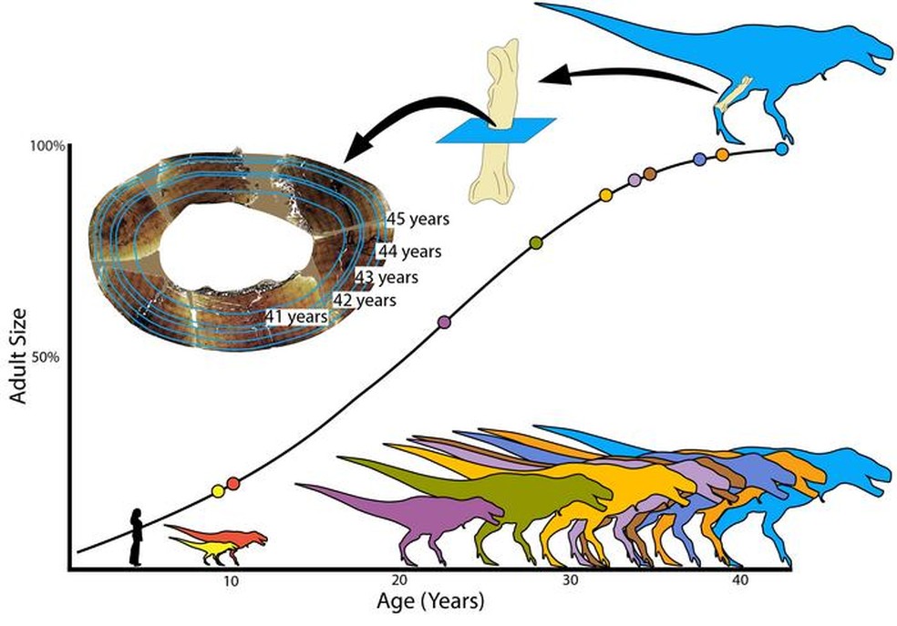 Com o padrão de crescimento detectado nos répteis, foi possível estimar uma trajetória de crescimento até a maturidade quanto descartar “dois espécimes imaturos dentro do complexo de espécies Tyrannosaurus rex não estatisticamente compatíveis com as outras séries de crescimento” — Foto: Dr. Holly Woodward Ballard/PeerJ