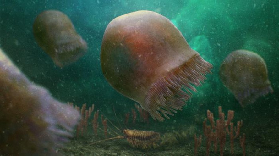 Reconstrução artística de um grupo de Burgessomedusa phasmiformis nadando no mar cambriano