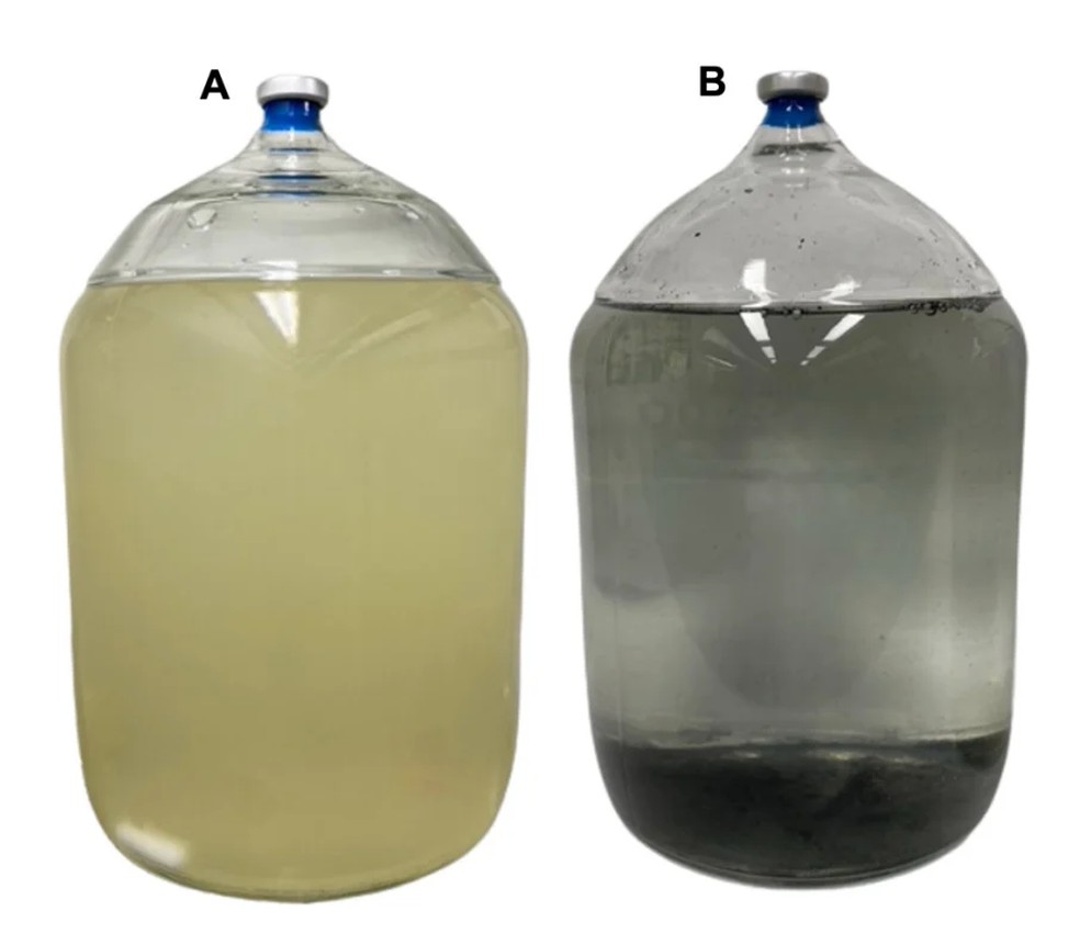 No primeiro dia de experimento, a água da mina apresentava coloração amarela; após 130 dias, um precipitado escuro se formou no fundo dos recipientes, enquanto a água acima permaneceu clara — Foto: Newman-Portela et al., Nat. Comms., 2026